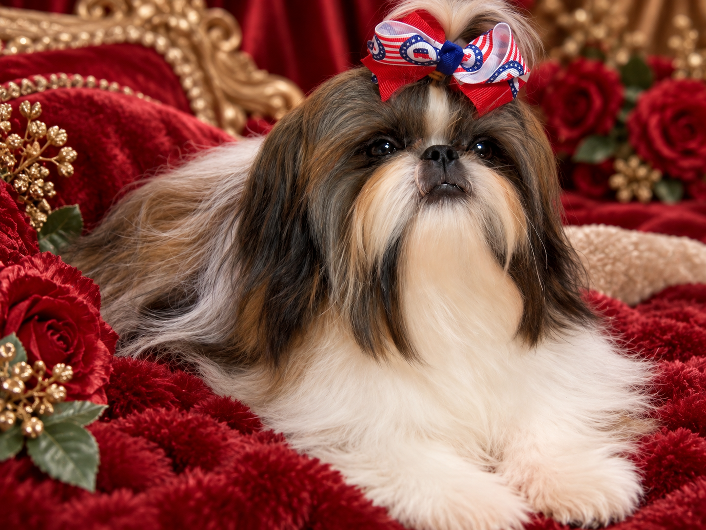 Black Velvet Shih Tzu